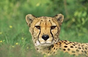 Images Dated 1st December 2008: Cheetah - male, in rainy season with green vegatation. Namibia, Africa
