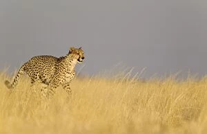 Cheetah - male running
