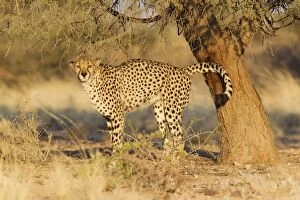 Cheetah - male urinates at the trunk of an Acacia