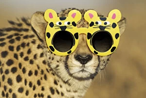 Cheetah, male wearing sunglasses
