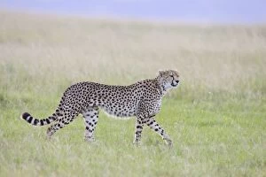Images Dated 26th April 2007: Cheetah - Masai Mara Conservancy - Kenya