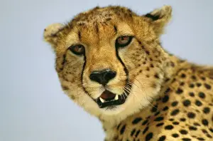 Cheetah - Masai Mara National Reserve - Kenya JFL03276