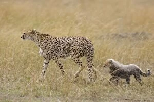 Images Dated 15th August 2006: Cheetah - mother with 10-12 week old cub