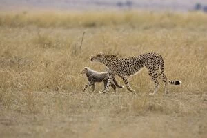 Cheetah - mother with 10-12 week old cub