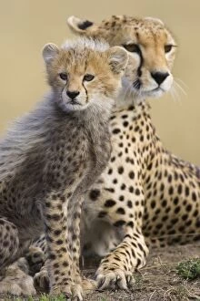 Images Dated 15th August 2006: Cheetah - mother with 10-12 week old cub
