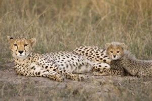 Images Dated 14th August 2006: Cheetah - mother with 10-12 week old cub - Maasai Mara Reserve - Kenya