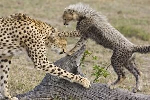 Images Dated 16th August 2006: Cheetah - mother with 10-12 week old cub - Maasai Mara Reserve - Kenya