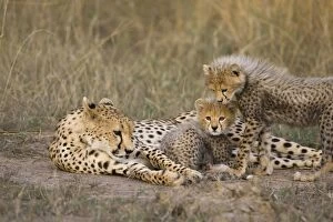 Images Dated 14th August 2006: Cheetah - mother with 10-12 week old cubs - Maasai Mara Reserve - Kenya