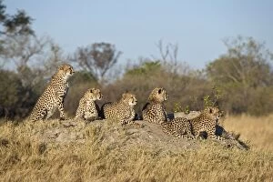 Images Dated 4th August 2010: Cheetah - Mother and 16 month old cubs