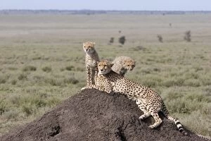Cheetah - mother and 4.5 month old cubs on termite mound
