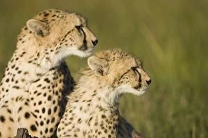 Images Dated 31st March 2007: Cheetah - mother and 7-9 month old cub - Masai Mara Conservancy - Kenya
