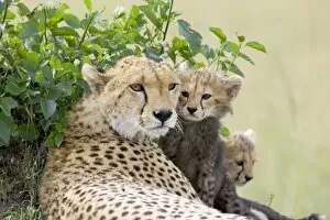 Big Cats Gallery: Cheetah - mother and 8-9 week old cub(s)