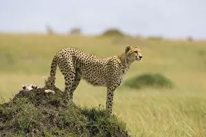Images Dated 14th March 2005: Cheetah - mother and 8-9 week old cub(s) - Maasai Mara Reserve - Kenya