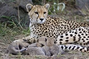 Images Dated 30th January 2006: Cheetah - mother and 8 day old cubs in nest - Maasai Mara Reserve - Kenya