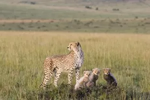 Images Dated 3rd March 2005: Cheetah - mother and 8 week old cub(s) - Maasai Mara Reserve - Kenya
