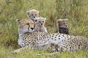 Cheetahs Gallery: Cheetah - mother and 8 week old cub(s)
