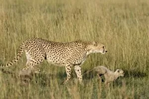 Cheetah - mother and 8 week old cubs in long grass