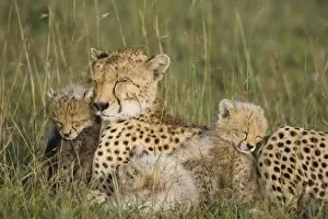 Cheetah - mother and 8 week old cubs sleeping in grass
