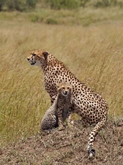 Images Dated 10th August 2012: Cheetah - mother with cub