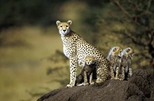 Cheetah - mother with cubs, on termite mound