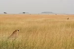 Cheetah - mother with cubs watching Hyena approaching