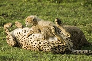 Images Dated 5th February 2008: Cheetah - Mother playing with her calf - Ngorongoro - Tanzania - Africa