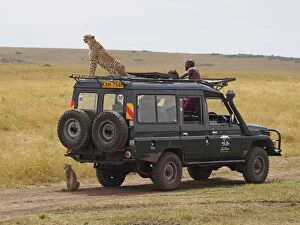 Behind Gallery: Cheetah - mother on the top of a safari car
