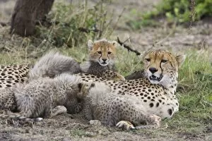 Cheetah - mother suckling 6-8 week old cub(s)