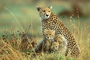 Images Dated 20th August 2009: Cheetah - mother with two or three-month old cubs - Masai Mara National Reserve - Kenya JFL14428