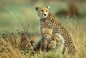 Cheetah - mother with two or three-month old cubs - Masai Mara National Reserve - Kenya JFL14428