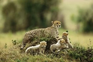 Images Dated 4th November 2010: CHEETAH - mother with three young cubs