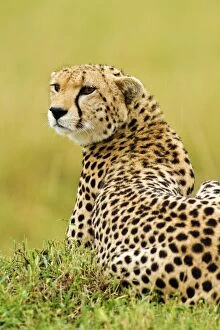 Images Dated 13th August 2011: Cheetah - on a mound