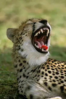 Cheetah - with mouth open - Masai Mara National Reserve - Kenya JFL03263