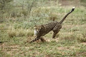 Images Dated 5th January 2004: Cheetah Namibia
