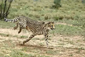 Cheetah Namibia