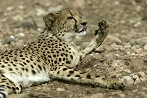 Cheetah Namibia
