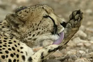 Cheetah Namibia