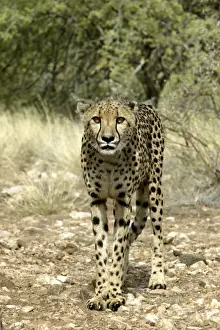 Cheetah Namibia