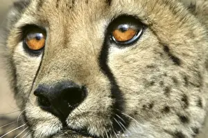 Cheetah Namibia