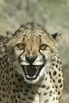 Cheetah Namibia