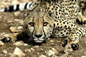Cheetah Namibia