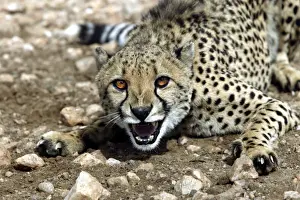 Cheetah Namibia