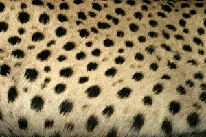 Cheetah Namibia