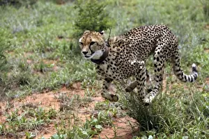 Cheetah Namibia