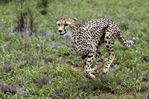 Cheetah Namibia