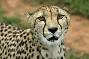 Cheetah Namibia
