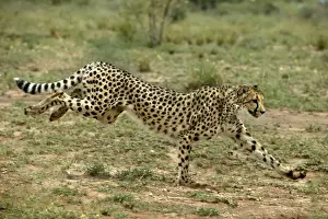 Cheetah Namibia