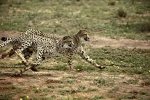 Cheetah Namibia