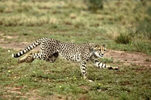 Images Dated 5th January 2004: Cheetah Namibia