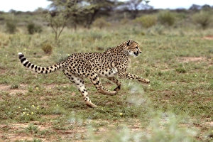 Images Dated 5th January 2004: Cheetah Namibia